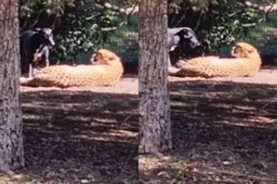 Video Menggemaskan Anjing Masuk Kandang Cheetah & Mencoleknya untuk Mengajaknya Bermain