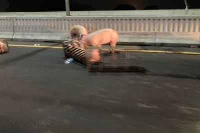 Viral Kecelakaan Mobil Pengangkut Babi di Tol MBZ, Puluhan Babi Lepas