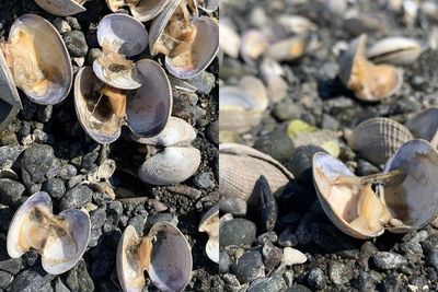 Puluhan Ribu Kerang, Remis, Hingga Bintang Laut Mati Direbus di Pantai Vancouver