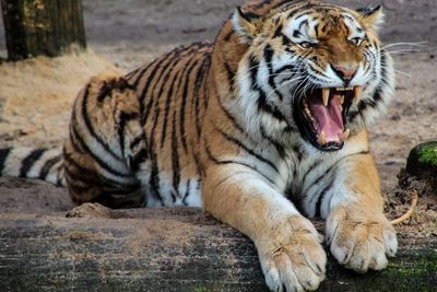 Kebun Binatang Ini Melakukan Vaksinasi pada Harimau Hingga Beruang, Untuk Apa?