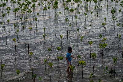 FOTO: Vegetasi Pantai Untuk Cegah Abrasi