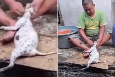 Viral Kucing Disembelih Pria di Grobogan, Dagingnya Dimakan Sendiri