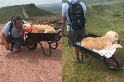 Haru! Pria Ini Bawa Anjingnya yang Menderita Leukimia ke Gunung untuk Perjalanan Terakhir