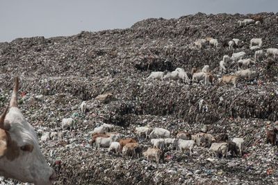 FOTO: Sapi Tidak Layak Konsumsi