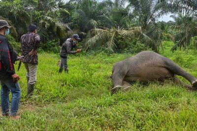 FOTO: Gajah Sumatera Mati Dibunuh