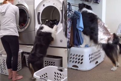 Gemas! Anjing Pintar Ini Bisa Bantu Pemiliknya Mencuci Pakaian
