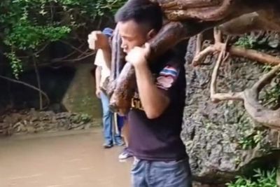 Viral Kepala Pria Tersangkut di Sela-sela Ranting Pohon, Bisa Masuk tapi Gak Bisa Keluar