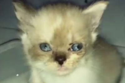 Menggemaskan! Anak Kucing Ini Tertidur saat Minum, Bangun Lalu Tunjukkan Wajah Imut