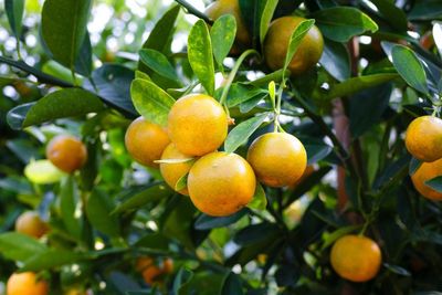 Inilah Buah-buahan Yang Baik Dikonsumsi Oleh Pasien COVID-19