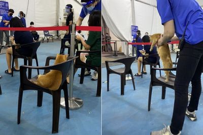Viral Kucing Oren Duduk di Tempat Antrian Vaksin Layaknya Manusia