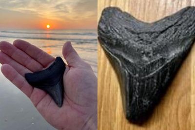 Pria Ini Berhasil Temukan 2 Fosil Gigi Megalodon untuk 3 Minggu Terakhir