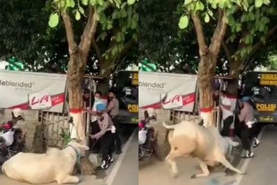 Viral Polisi Ini Ingin Elus Kepala Sapi, Belum Sempat Elus Sapi Malah Ngamuk