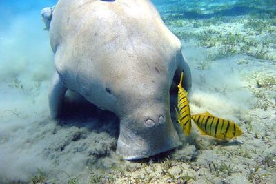 Sepanjang 2021 Ini, Terdapat 841 Ekor Dugong Mati di Florida