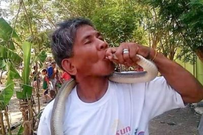 Pria yang Ngaku Kebal dengan Racun Ular Tewas Setelah Lidah Digigit Kobra saat Menciumnya