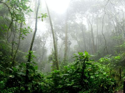 Wanita Amerika Ini Dirantai sang Suami di Hutan India, Tulis Pesan Pilu!