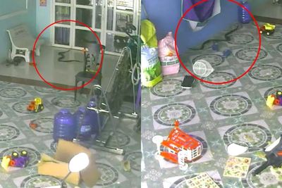 Momen Menakutkan King Kobra yang Mencoba Masuk ke Rumah saat Anak Bermain di Dekat Pintu