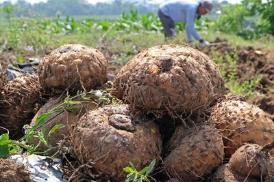 FOTO: Harga Porang Turun