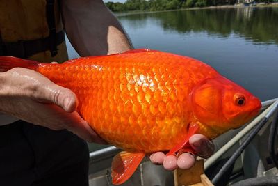 Sebanyak Puluhan Ikan Mas Berukuran Besar Ditemukan di Danau Minnesota