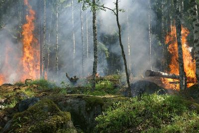 Ada 42 Titik Panas Indikasi Kebakaran Hutan dan Lahan yang Terdeteksi di Sumut