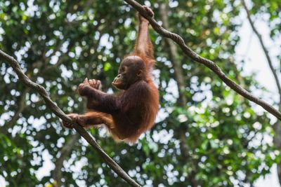 Dokter Hewan Pengidap Pertama Virus Monyet di China Dikabarkan Meninggal