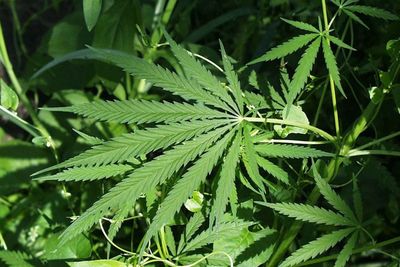Studi Ini Ungkapkan Asal Usul dari Tanaman Ganja!
