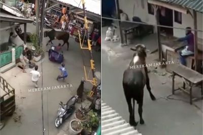 Heboh! Sapi Kurban Mengamuk dan Seret Warga di Jakut, Terlepas saat Diturunkan dari Mobil