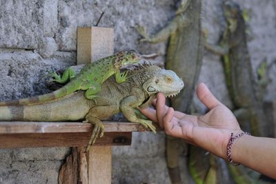 FOTO: Budi Daya Iguana