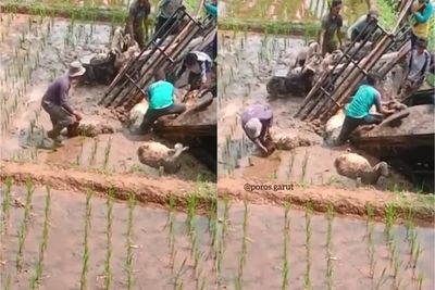 Duh! Mobil Pickup Terperosok ke Sawah, Puluhan Domba dan Kambing Habis Berlumuran Lumpur