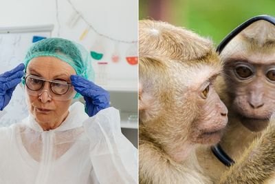 Dokter Hewan di China Meninggal karena Virus Monkey B yang Ditemukan pada Primata