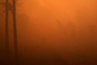 FOTO: Kebakaran Hutan di Siberia Rusia