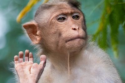 Varian Baru, Seorang Ahli Bedah di Tiongkok Meninggal Akibat Terpapar Virus Monkey B