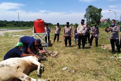 Polda Sumut Kurban 43 Sapi, 23 Disumbangkan Ke Pesantren dan Panti Asuhan
