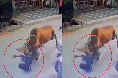 Video Sapi Kurban di Medan Lepas, Seruduk Seorang Warga Hingga Terpelanting