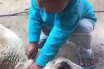 Viral Bocah Laki-Laki Sembelih Kambing Pakai Pisau Plastik Sambil Takbiran