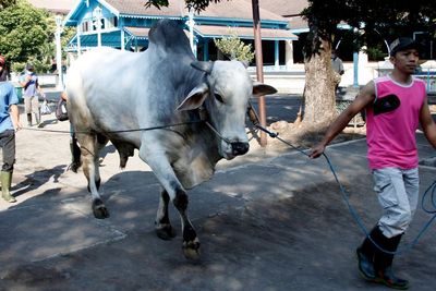 FOTO: Sapi Kurban Presiden di Solo