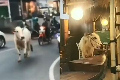 Viral Sapi Kabur ke Rumah Makan Sebelum Disembelih, Netizen: Perjalanan Terakhir Sapi