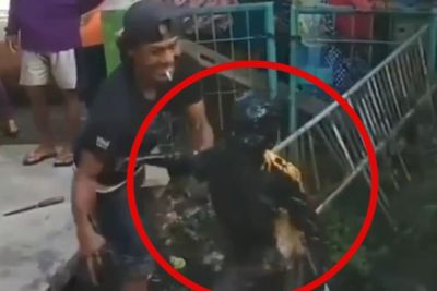 Niat Nonton Penyembelihan Kurban, Bocah Ini Malah Jadi Korban, Nasibnya Mengenaskan