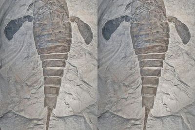 Peneliti Temukan Trilobit 450 Juta Tahun Lalu Kemungkinan Diserang Kalajengking Laut