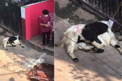 Syok Lihat Temannya Disembelih di Depan Mata, Kambing Ini Pura-pura Mati