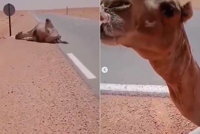 Momen Supir Truk Beri Minum Unta yang Terkulai Lemas di Padang Gurun karena Kehausan