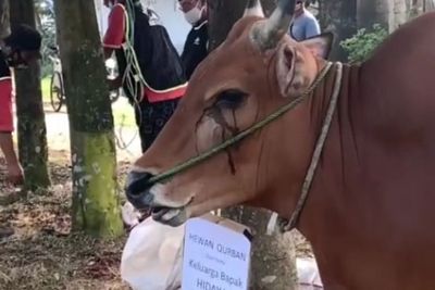Viral Sapi Nangis Lihat Temannya Dipotong saat Idul Adha, Netizen Kecam Panitianya