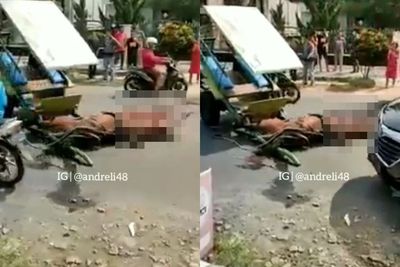 Mengenaskan, Kuda Penarik Delman Ini Tewas Usai Ditabrak Pengendara Motor di Kendal Jateng