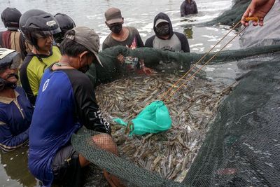 FOTO: Penen Raya Udang Vaname