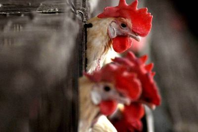 India Khawatir Wabah Flu Burung Setelah Bocah 11 Tahun Meninggal Akibat Kegagalan Organ