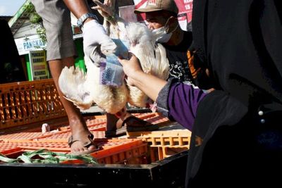 Alami Kenaikan Sejak Iduladha, Harga Ayam Potong di Medan Akan Stabil Beberapa Hari Lagi