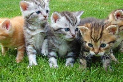 Penelitian: Kucing Lebih Rentan Terinfeksi COVID-19 daripada Anjing