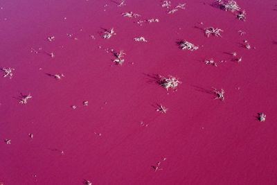 Danau Ini Jadi Merah Muda Setelah Perusahaan Buang Limbah Kimia untuk Awetkan Udang di Air