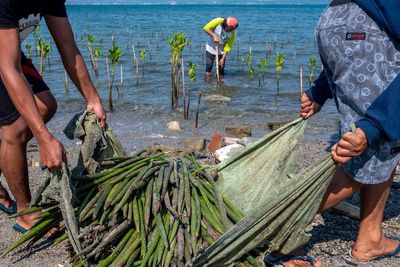 FOTO: Tanam Bibit Pohon Bakau Peringati Hari Konservasi Internasional