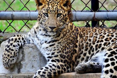 Macan Tutul di Kebun Binatang Ini Terinfeksi COVID-19, Karena Belum Vaksinasi