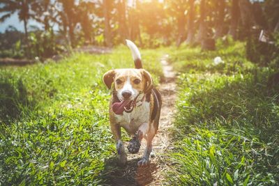 Gegara Anjing Buang Kotoran Sembarangan, Pria di Jakbar Aniaya Tetangga Hingga Meninggal